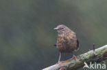 Eurasian Blackbird (Turdus merula)