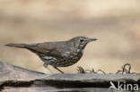 Merel (Turdus merula)