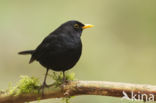 Merel (Turdus merula)