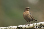 Eurasian Blackbird (Turdus merula)