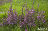 Moeraskartelblad (Pedicularis palustris)