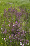 Moeraskartelblad (Pedicularis palustris)