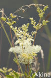 Moerasspirea (Filipendula ulmaria)