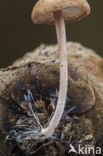 Muizenstaartzwam (Baeospora myosura)