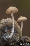 Conifercone Cap (Baeospora myosura)