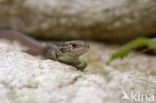 Wall Lizard (Podarcis muralis)