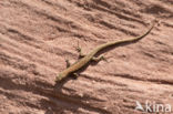 Wall Lizard (Podarcis muralis)