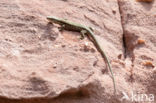 Wall Lizard (Podarcis muralis)