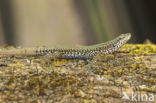 Wall Lizard (Podarcis muralis)