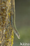 Wall Lizard (Podarcis muralis)