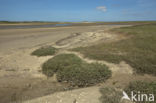 Nationaal Park Duinen van Texel 