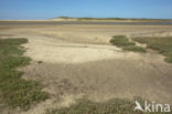 Nationaal Park Duinen van Texel 