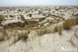 National Park Duinen van Texel