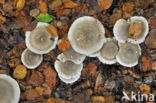 Nevelzwam (Clitocybe nebularis)