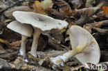 Nevelzwam (Clitocybe nebularis)