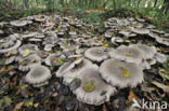 Nevelzwam (Clitocybe nebularis)