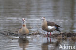 Egyptian Goose (Alopochen aegyptiaca)