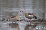 Egyptian Goose (Alopochen aegyptiaca)