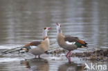 Egyptian Goose (Alopochen aegyptiaca)