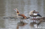 Egyptian Goose (Alopochen aegyptiaca)