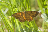 Oranje iepentakvlinder (Angerona prunaria)