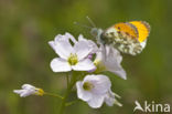 Oranjetipje (Anthocharis cardamines)