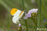 Orange-tip (Anthocharis cardamines)