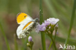 Orange-tip (Anthocharis cardamines)