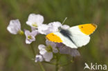 Orange-tip (Anthocharis cardamines)