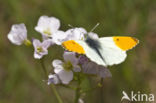 Oranjetipje (Anthocharis cardamines)