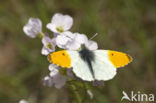 Orange-tip (Anthocharis cardamines)