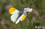 Orange-tip (Anthocharis cardamines)