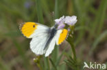 Oranjetipje (Anthocharis cardamines)