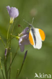 Oranjetipje (Anthocharis cardamines)