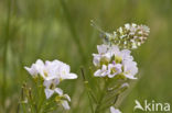 Orange-tip (Anthocharis cardamines)