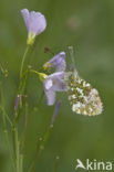 Orange-tip (Anthocharis cardamines)