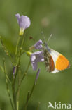 Orange-tip (Anthocharis cardamines)