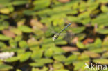 Migrant Hawker (Aeshna mixta)