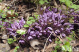 Purple Toothwort (Lathraea clandestina)