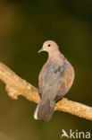 Laughing Dove (Stigmatopelia senegalensis)