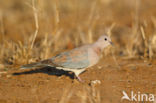 Palmtortel (Stigmatopelia senegalensis)