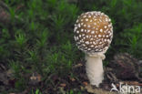 Panther mushroom (Amanita pantherina)