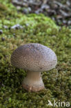 The Blusher (Amanita rubescens)