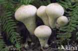 Common puffball (Lycoperdon perlatum)