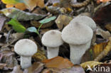 Common puffball (Lycoperdon perlatum)