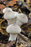 Common puffball (Lycoperdon perlatum)