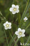 Northern Grass-of-parnassus (Parnassia palustris)