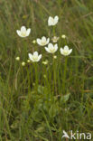 Northern Grass-of-parnassus (Parnassia palustris)