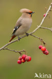 Pestvogel (Bombycilla garrulus)