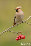 Bohemian Waxwing (Bombycilla garrulus)